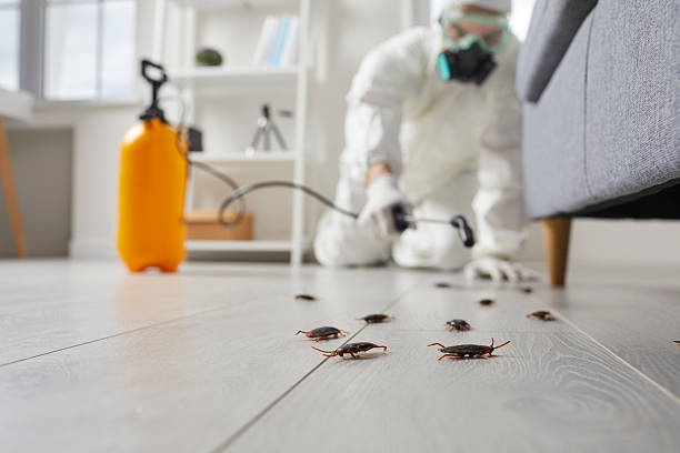 Commercial Kitchen Cockroach Control in Cottleville